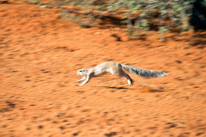Striped Ground Squirrel