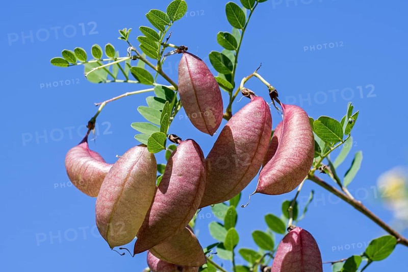 Bladder senna