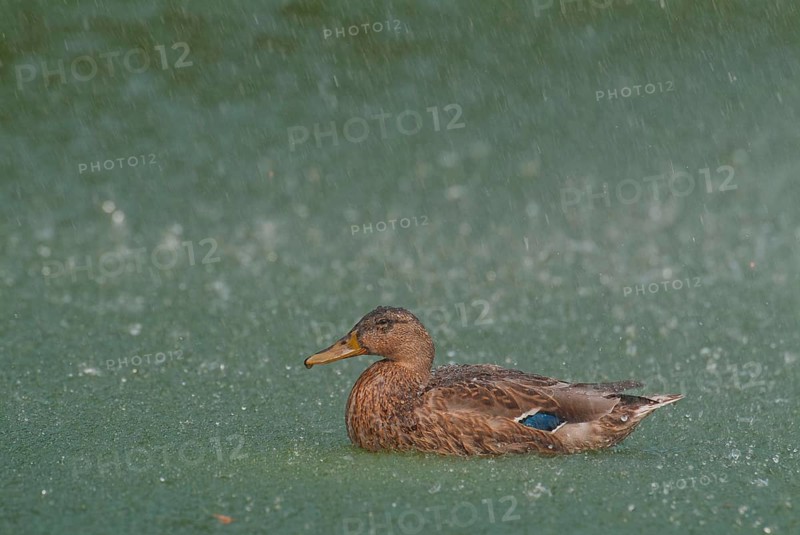 Mallard in the rain