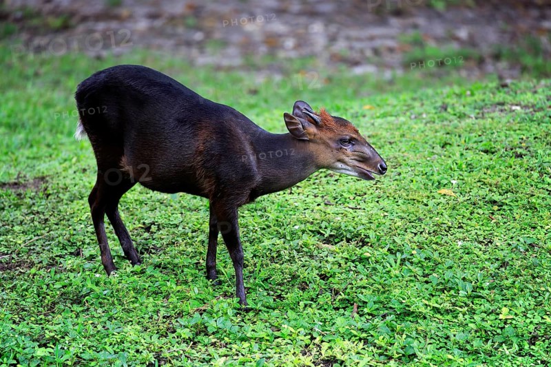 Black duiker