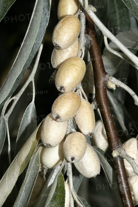 Russian OliveSlim-leaved Olive Willow