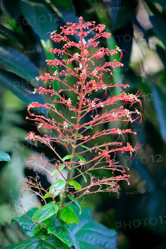 Pagoda Flower