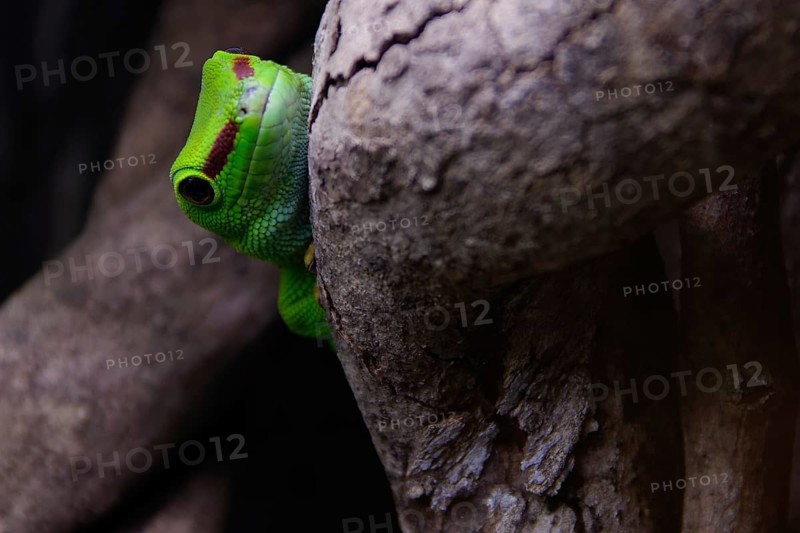Day gecko