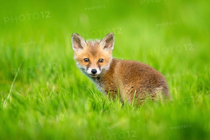 Red fox