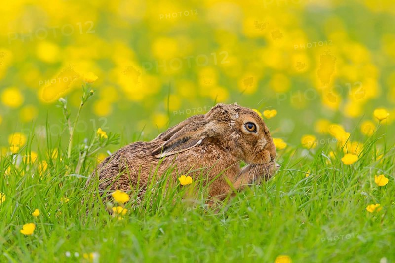 European Hare