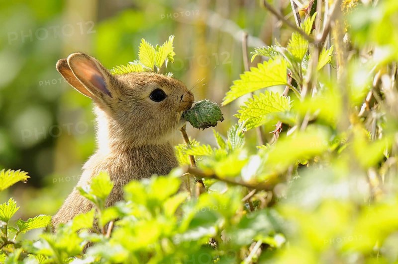 European rabbit