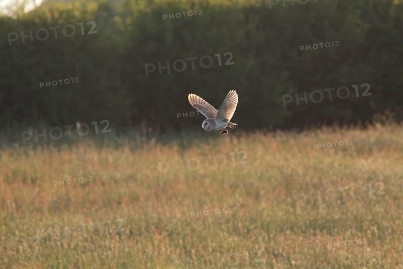 Common barn owl