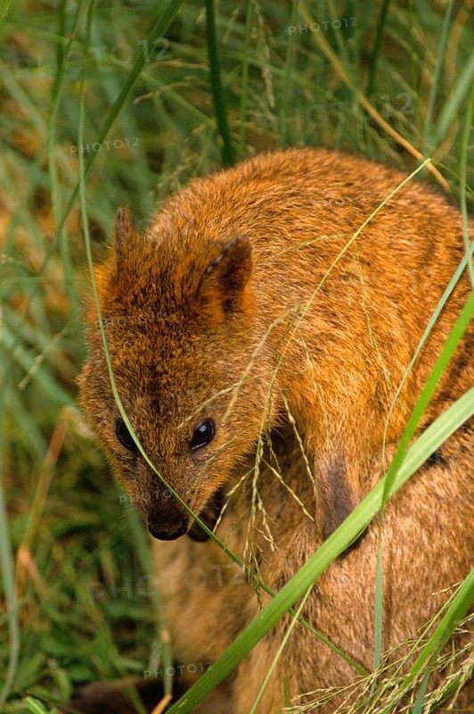 Quokka