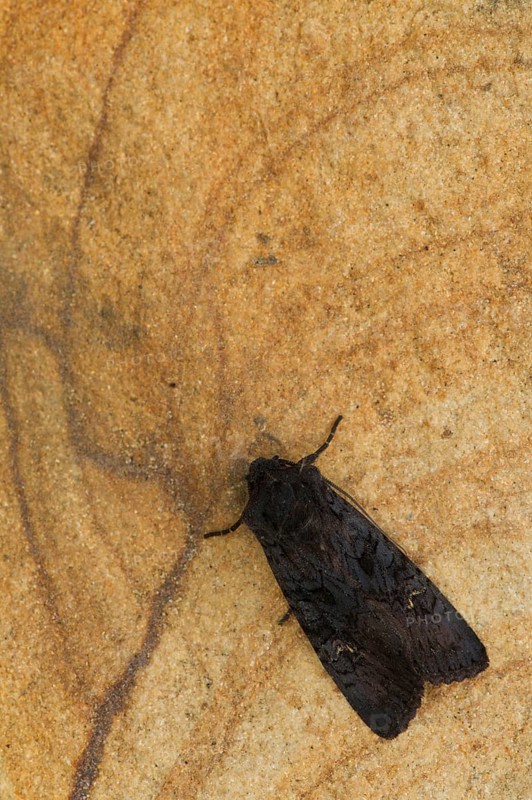 Black Rustic