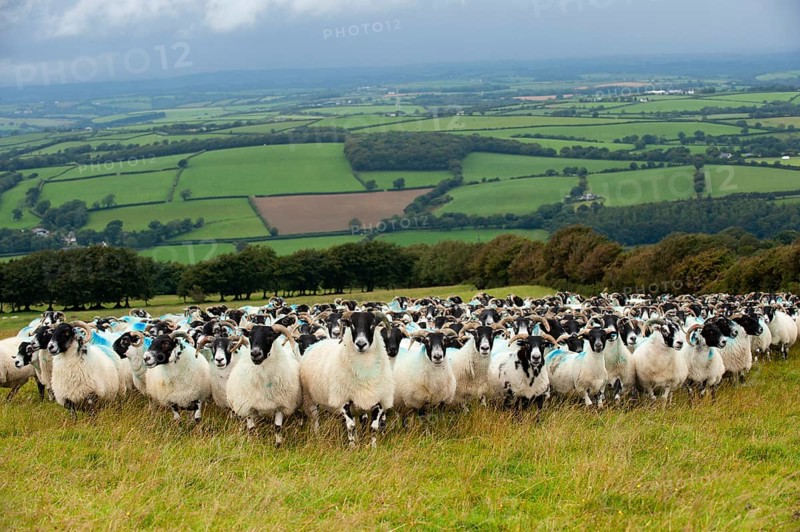 Domestic Sheep