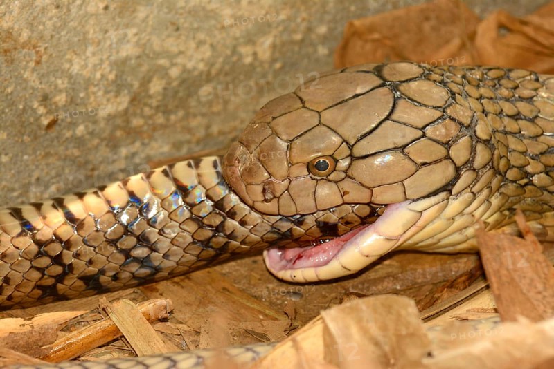 King Cobra