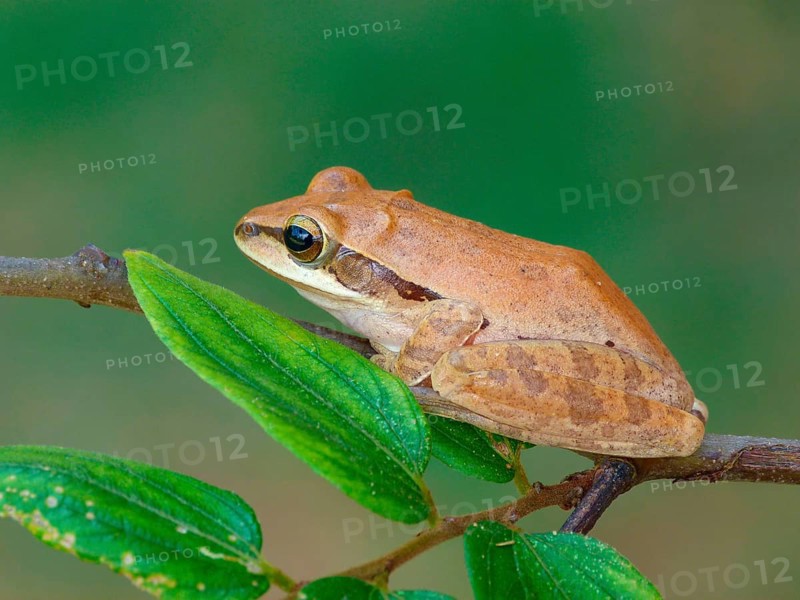 Common Indian tree frog