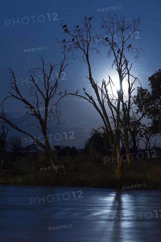 Trees by the river with resting herons and vultures at night