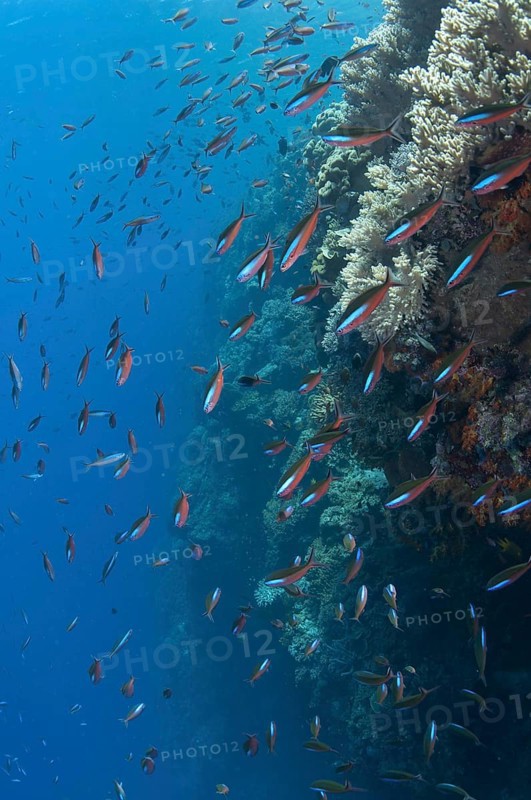 Blue-striped fusiliers
