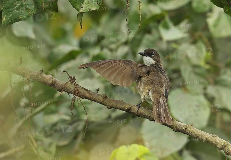 Green bulbul