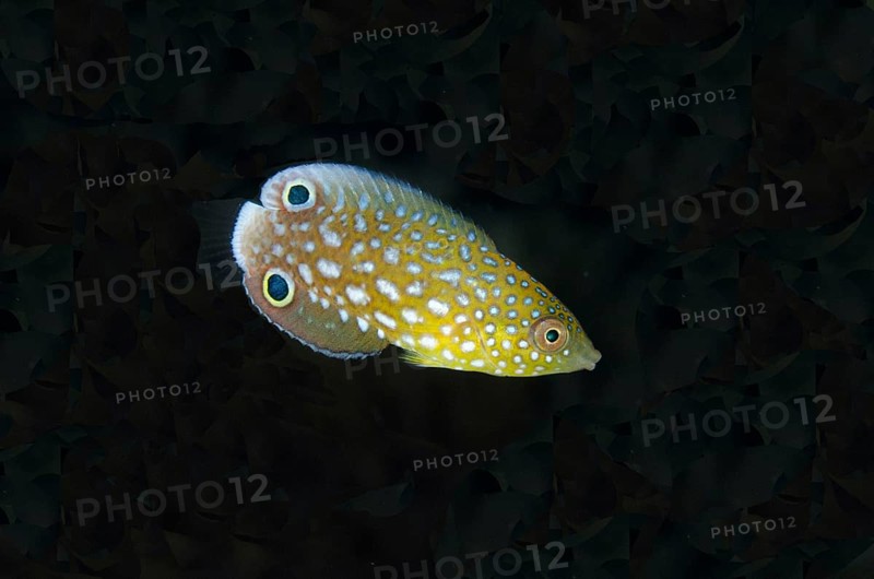 New Guinea Wrasse