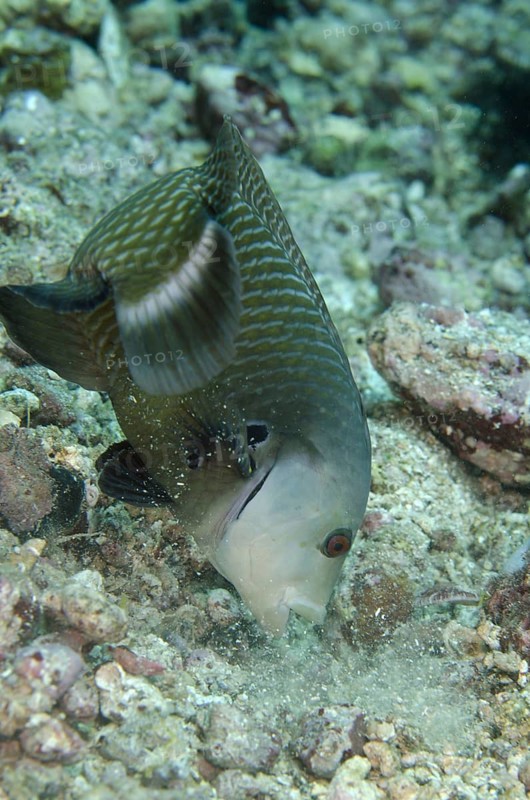 Tree wrasse