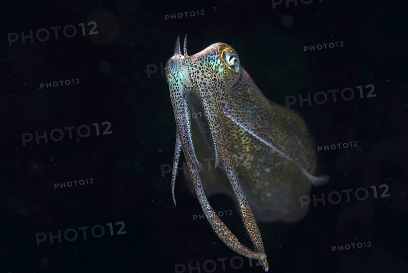 Bigfin reef squid