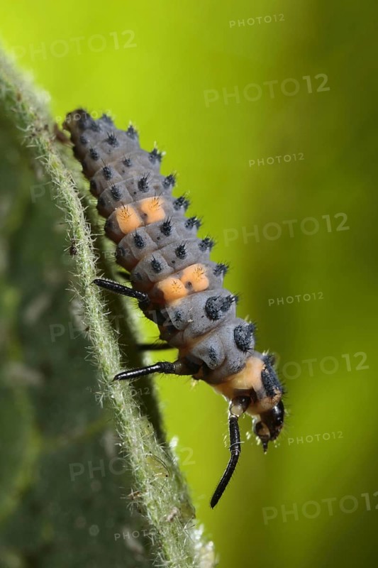 Coccinella 7-punctata