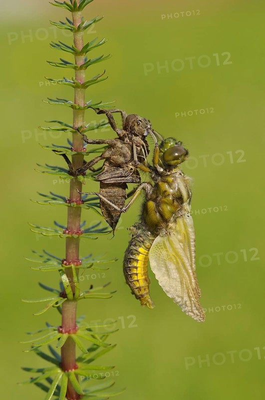 Broad-bodied Chaser adult