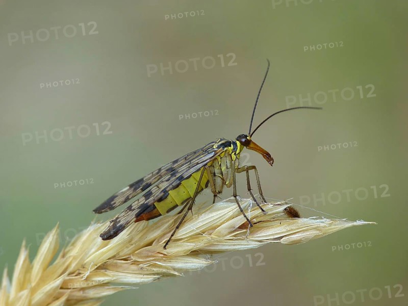Common Scorpionfly