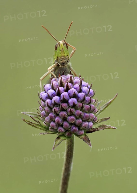 Lesser marsh grasshopper