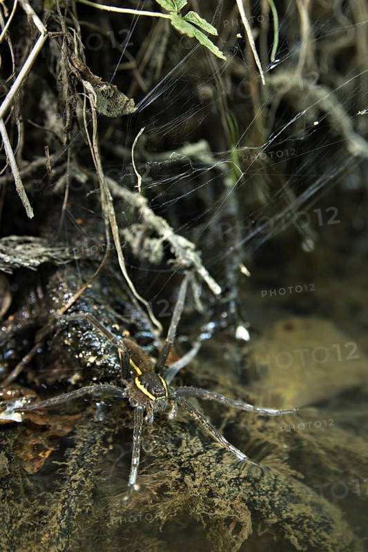 Rimed hunting spider