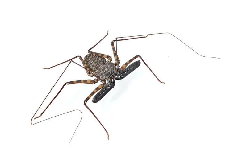 Flagellate spider