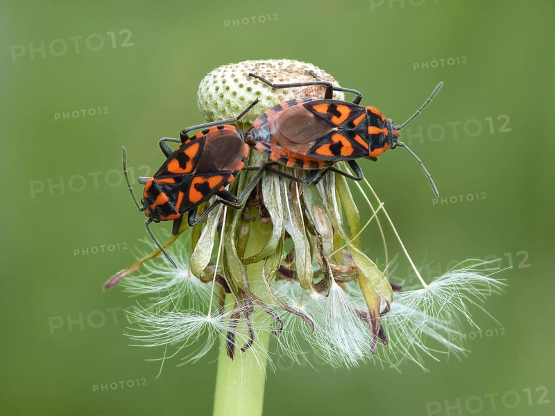 Adult pair of Cretan milkweed bug