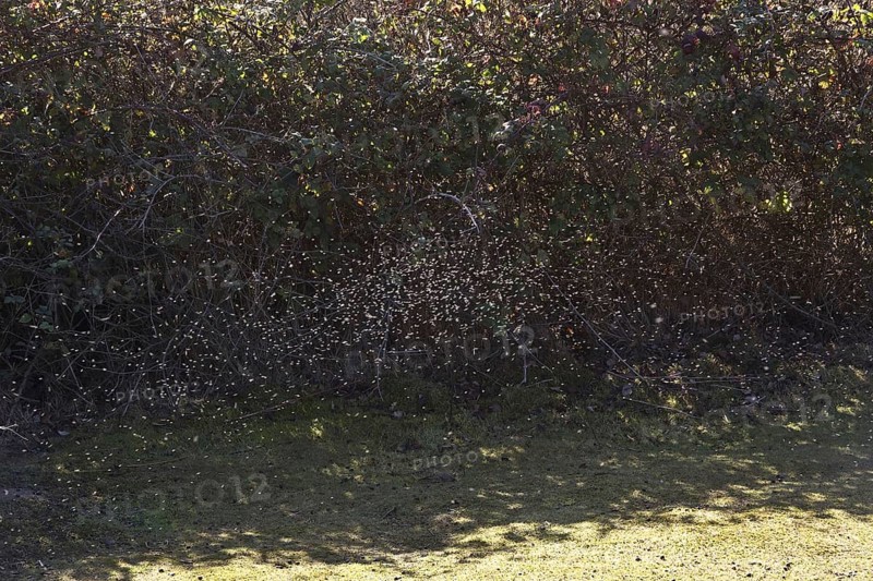 Winter Gnat