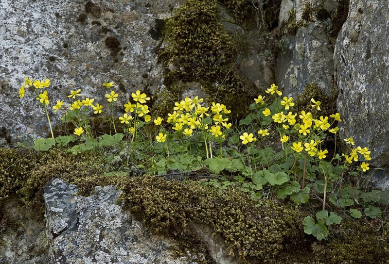 Kikko Buttercup