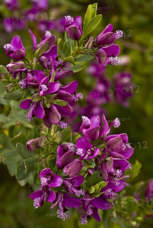 Myrtle-leaved crucifer