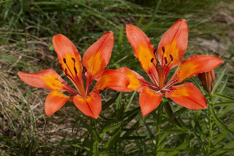 Orange fire lily
