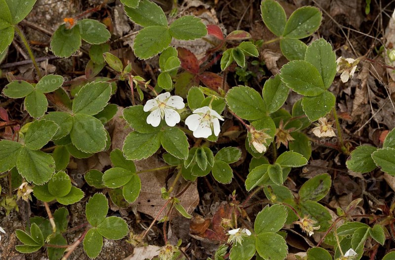 Flower of the mountain cinquefoil