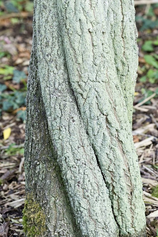 European Spindle