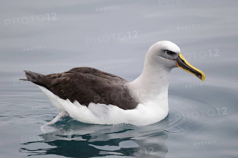 Adult buller's albatross