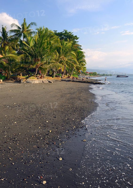 Coconut palms