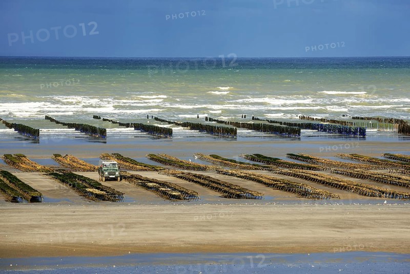 Farmed oysters