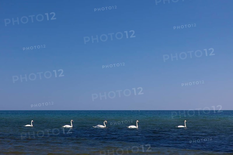 Group of mute swans