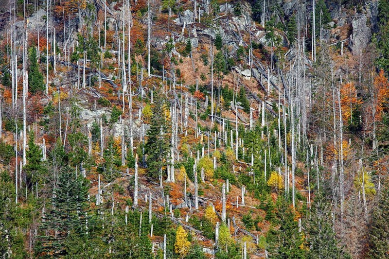 Dead spruce trees infested by the European spruce bark beetle