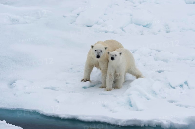 Mother polar bears