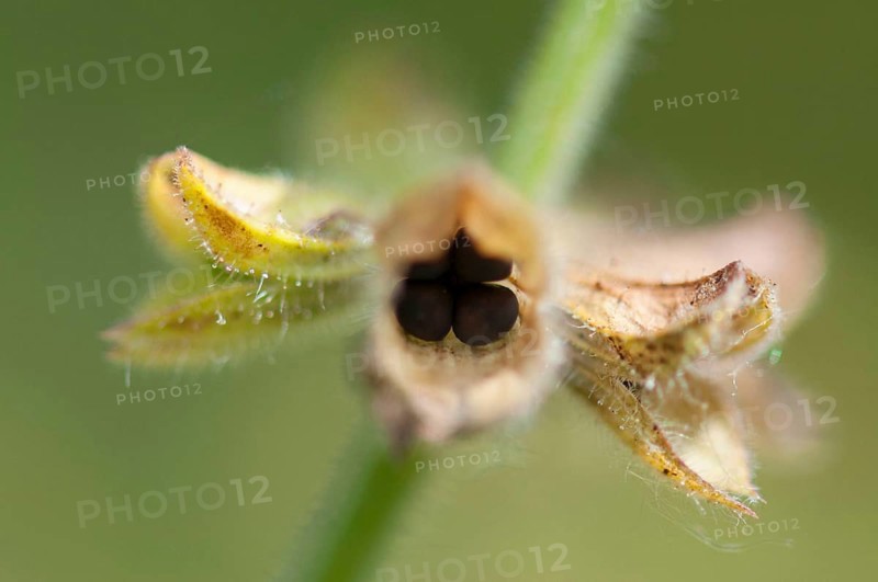 (Salvia pratensis)