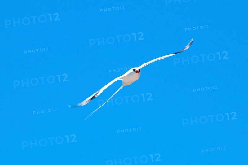Red-billed Tropic Bird