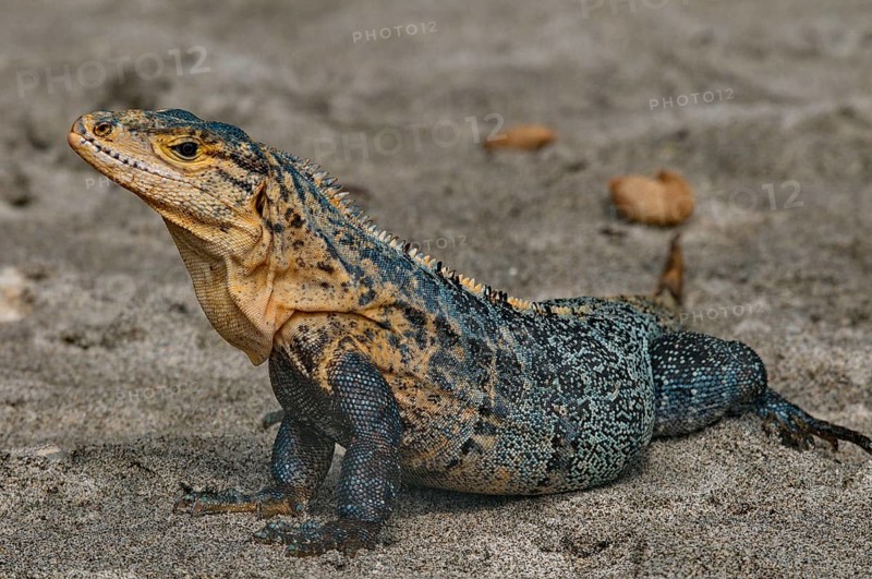 Black Iguana