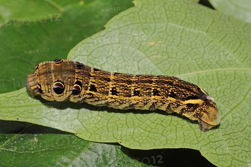 Elephant hawk-moth