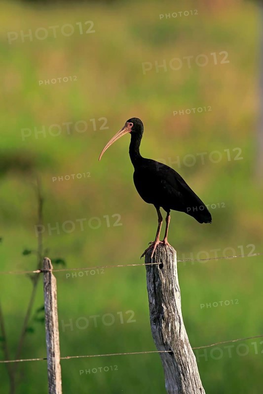 Bare-faced ibis