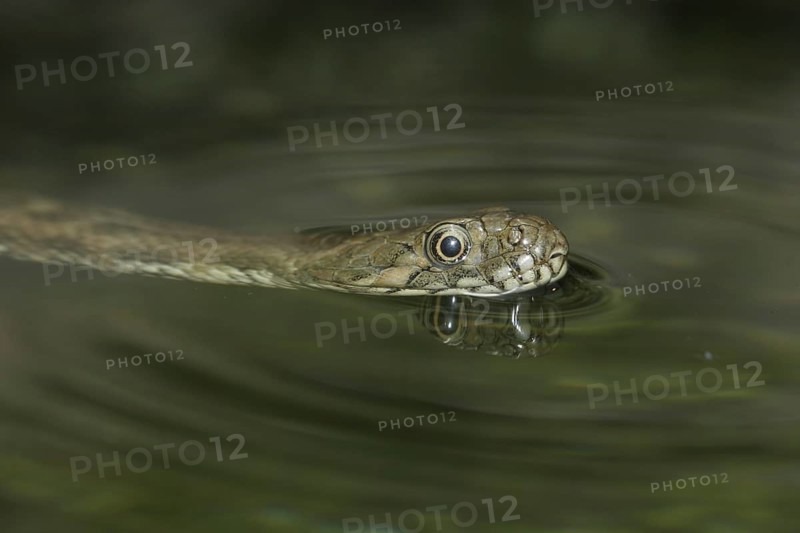 Viperine Water Snake