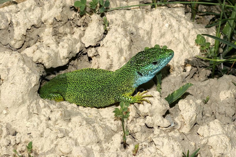 Eastern green lizard