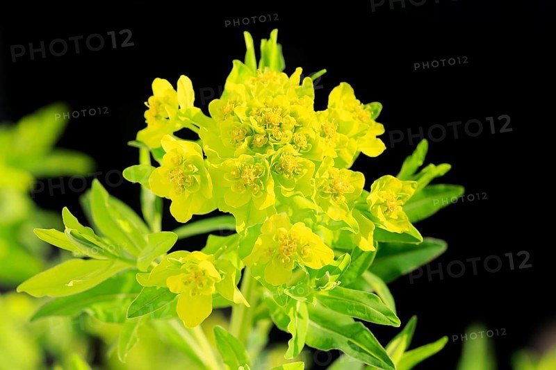 Marsh spurge