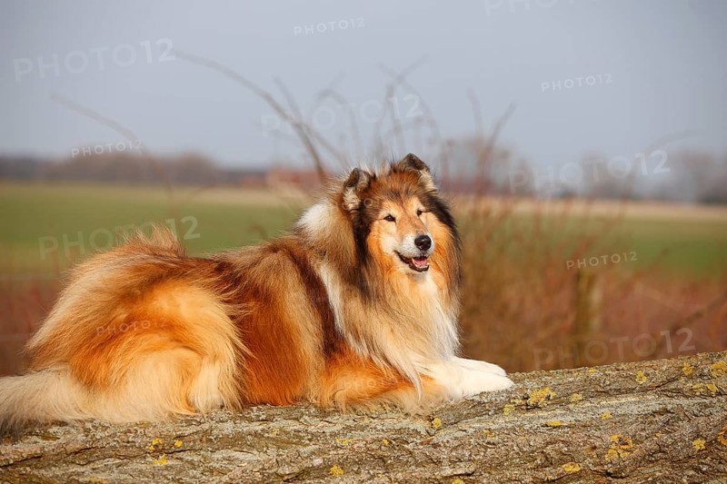 Scottish shepherd dog